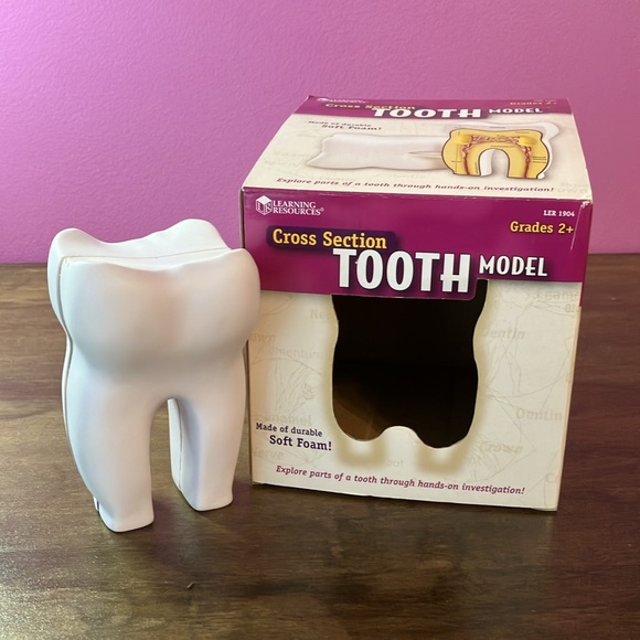 Foam Tooth Model Learning Resource - Picture 2 of 3